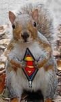 pic for Super Squirrel
